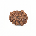 GAURI SHANKAR 16 Mukhi RUDRAKSHA Premium