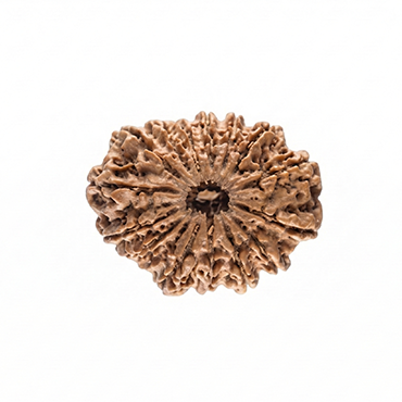 GAURI SHANKAR 16 Mukhi RUDRAKSHA Regular