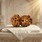 GAURI SHANKAR 16 Mukhi RUDRAKSHA Unique