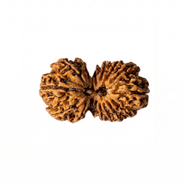 GAURI SHANKAR 16 Mukhi RUDRAKSHA Unique
