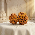 GAURI SHANKAR RUDRAKSHA (8 to 12 Mukhi) Collector