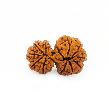 GAURI SHANKAR RUDRAKSHA (8 to 12 Mukhi) Collector