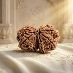 GAURI SHANKAR RUDRAKSHA (8 to 12 Mukhi) Premium