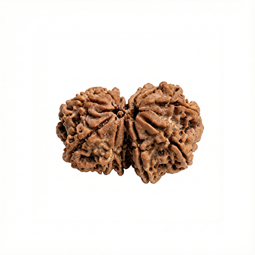 GAURI SHANKAR RUDRAKSHA (8 to 12 Mukhi) Premium