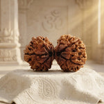GAURI SHANKAR RUDRAKSHA (8 to 12 Mukhi) Regular