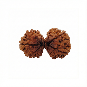 GAURI SHANKAR RUDRAKSHA (8 to 12 Mukhi) Regular