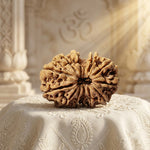GAURI SHANKAR RUDRAKSHA (8 to 12 Mukhi) Unique