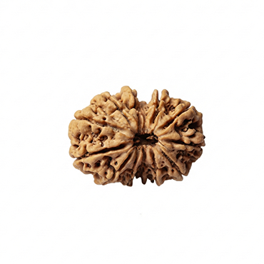 GAURI SHANKAR RUDRAKSHA (8 to 12 Mukhi) Unique