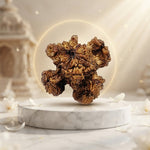 Kamal Rudraksha Premium