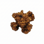 Kamal Rudraksha Premium