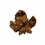 Kamal Rudraksha Unique
