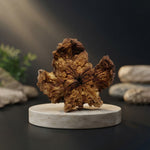 Kamal Rudraksha Unique