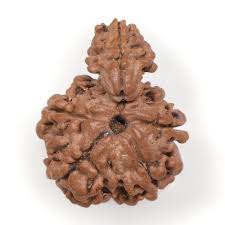 Sawar (1 Mukhi) Premium