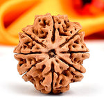 8 Mukhi Rudraksh (Regular) Nepal