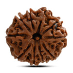 10 Mukhi Rudraksh (Premium) Indonesia