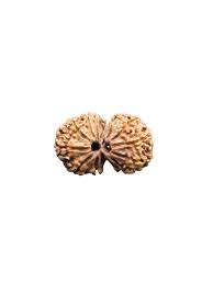 GAURI SHANKAR 14 Mukhi RUDRAKSHA Regular