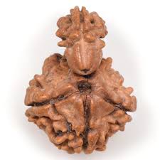 Sawar (1 Mukhi) Regular