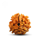 3 Mukhi Rudraksh (Collector) Nepal