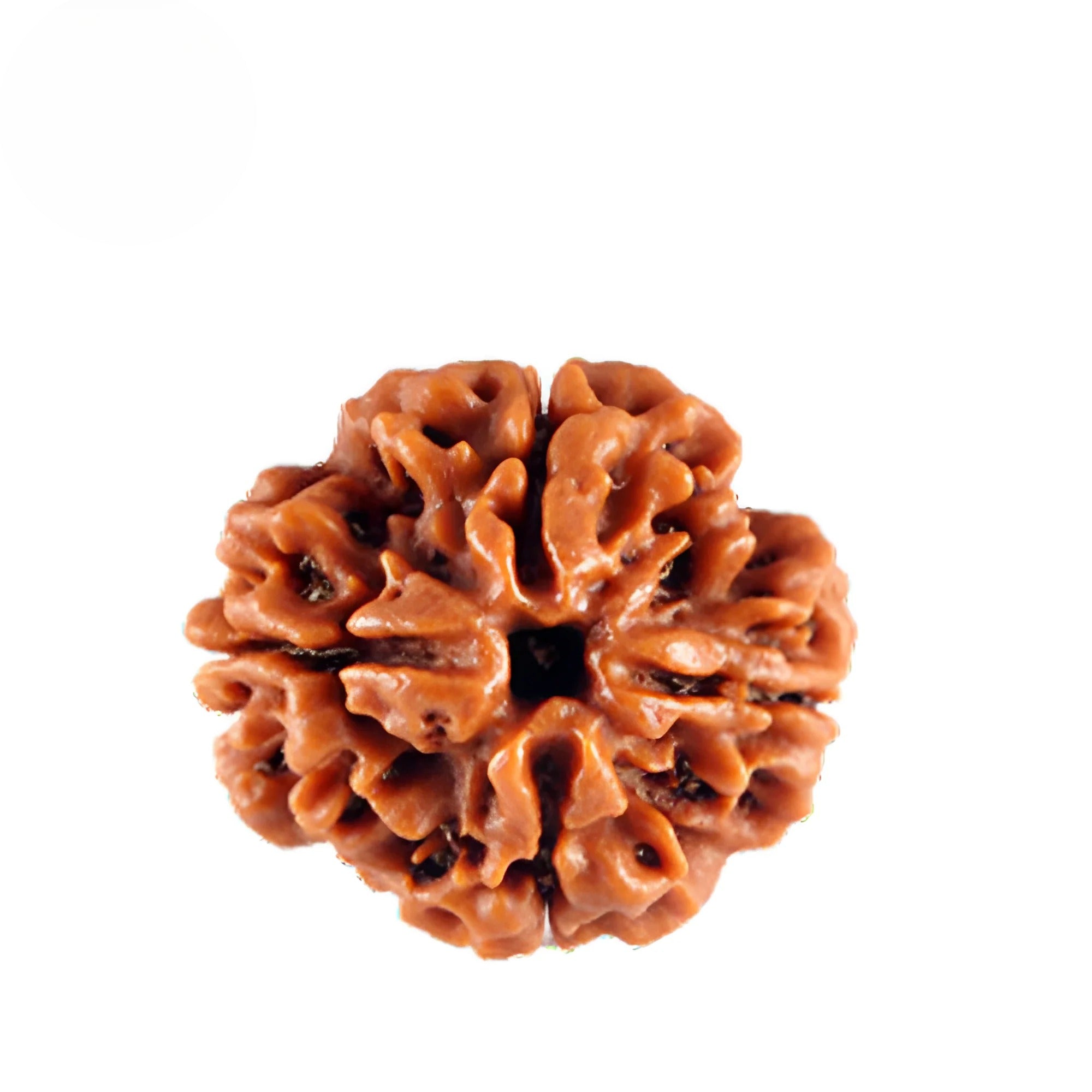 4 Mukhi Rudraksh (Unique) Indonesia