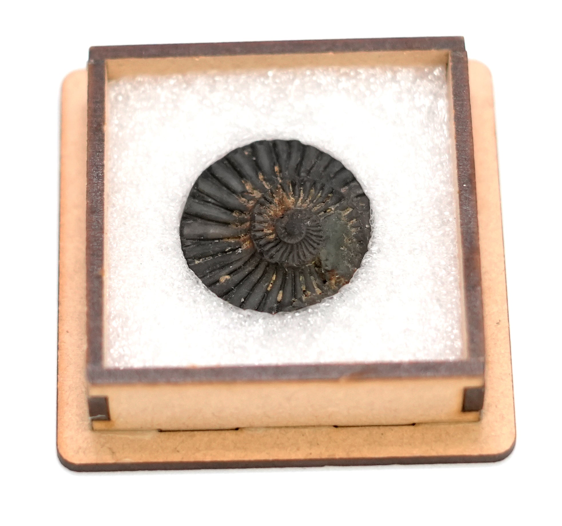 Natural Shaligram