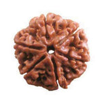 6 Mukhi Rudraksh (Collector) Nepal