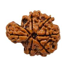 Sawar (1 Mukhi) Unique