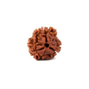 3 MUKHI RUDRAKSHA Indonesia (Hybrid)