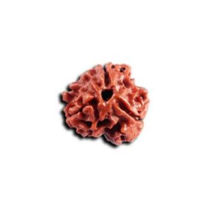 3 MUKHI RUDRAKSHA Indonesia (Hybrid) Collector