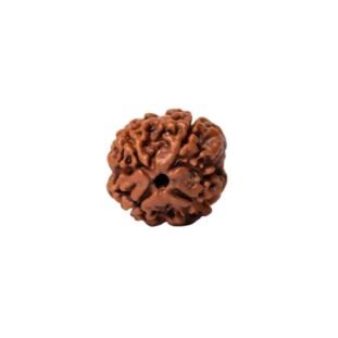 4 MUKHI RUDRAKSHA Regular