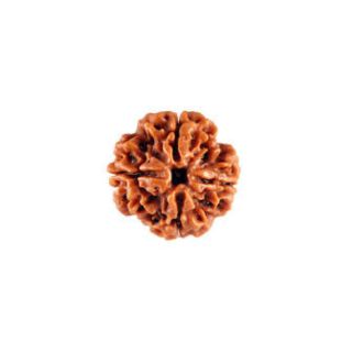 4 MUKHI RUDRAKSHA Unique
