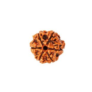 6 MUKHI RUDRAKSHA Regular
