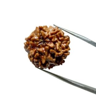 1 Mukhi Nepali Collector