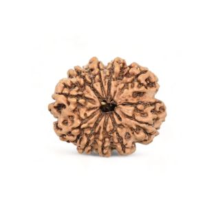 10 MUKHI RUDRAKSHA Regular