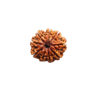 9 MUKHI RUDRAKSHA Unique