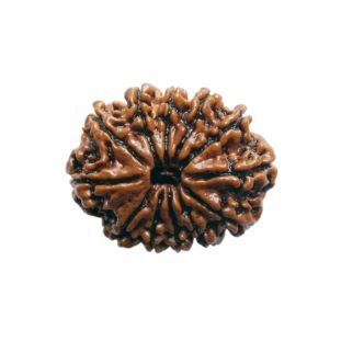 12 MUKHI RUDRAKSHA Premium
