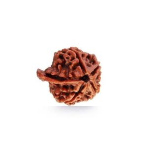 GANESH RUDRAKSHA Unique