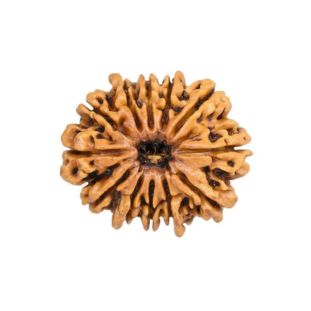 12 MUKHI RUDRAKSHA Regular