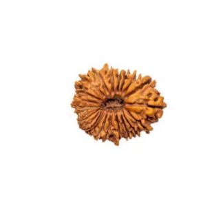 21 MUKHI RUDRAKSHA Premium