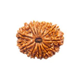 14 MUKHI RUDRAKSHA Collector