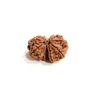GAURI SHANKAR RUDRAKSHA (8 to 12 Mukhi) Premium