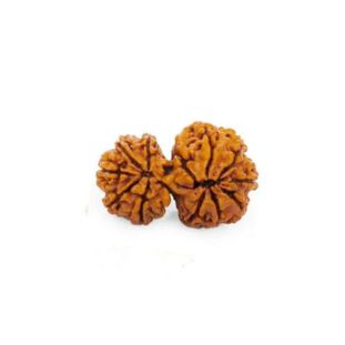 GAURI SHANKAR RUDRAKSHA (8 to 12 Mukhi) Collector