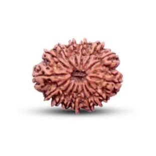 15 MUKHI RUDRAKSHA Collector