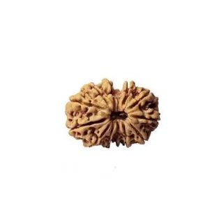 GAURI SHANKAR RUDRAKSHA (8 to 12 Mukhi) Unique