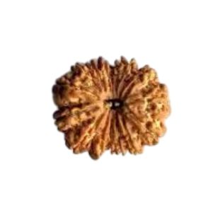 15 MUKHI RUDRAKSHA Regular
