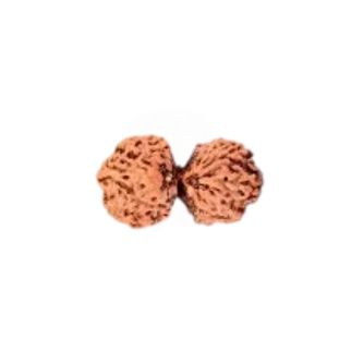 GAURI SHANKAR 13 Mukhi RUDRAKSHA Regular