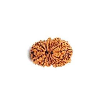 GAURI SHANKAR 13 Mukhi RUDRAKSHA Premium