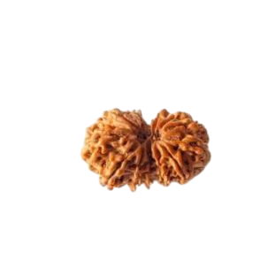 GAURI SHANKAR 13 Mukhi RUDRAKSHA Collector