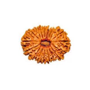 16 MUKHI RUDRAKSHA Premium