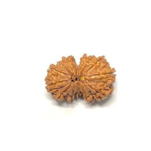 GAURI SHANKAR 13 Mukhi RUDRAKSHA Unique