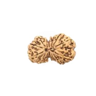 GAURI SHANKAR 14 Mukhi RUDRAKSHA Premium